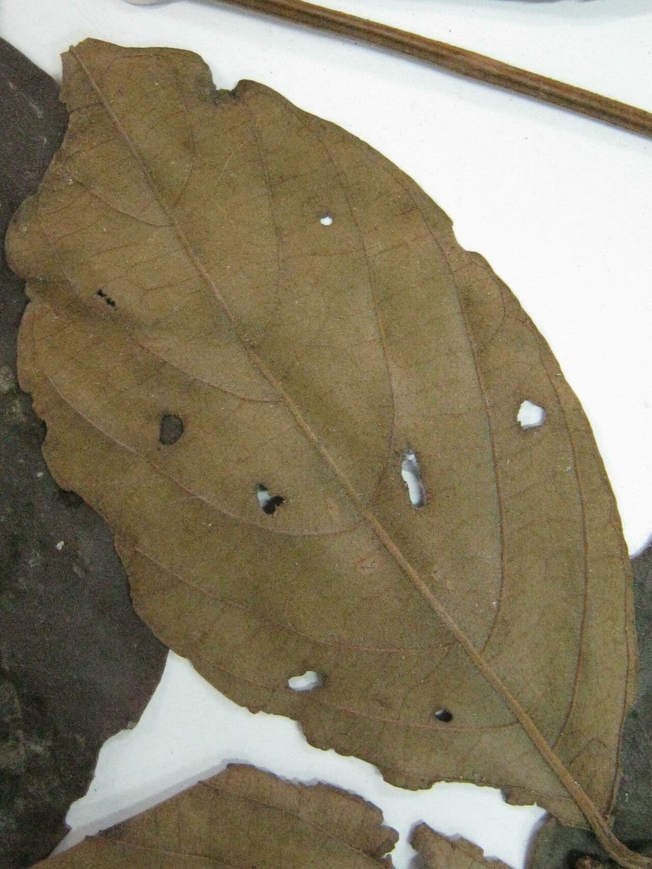 Cordia 5