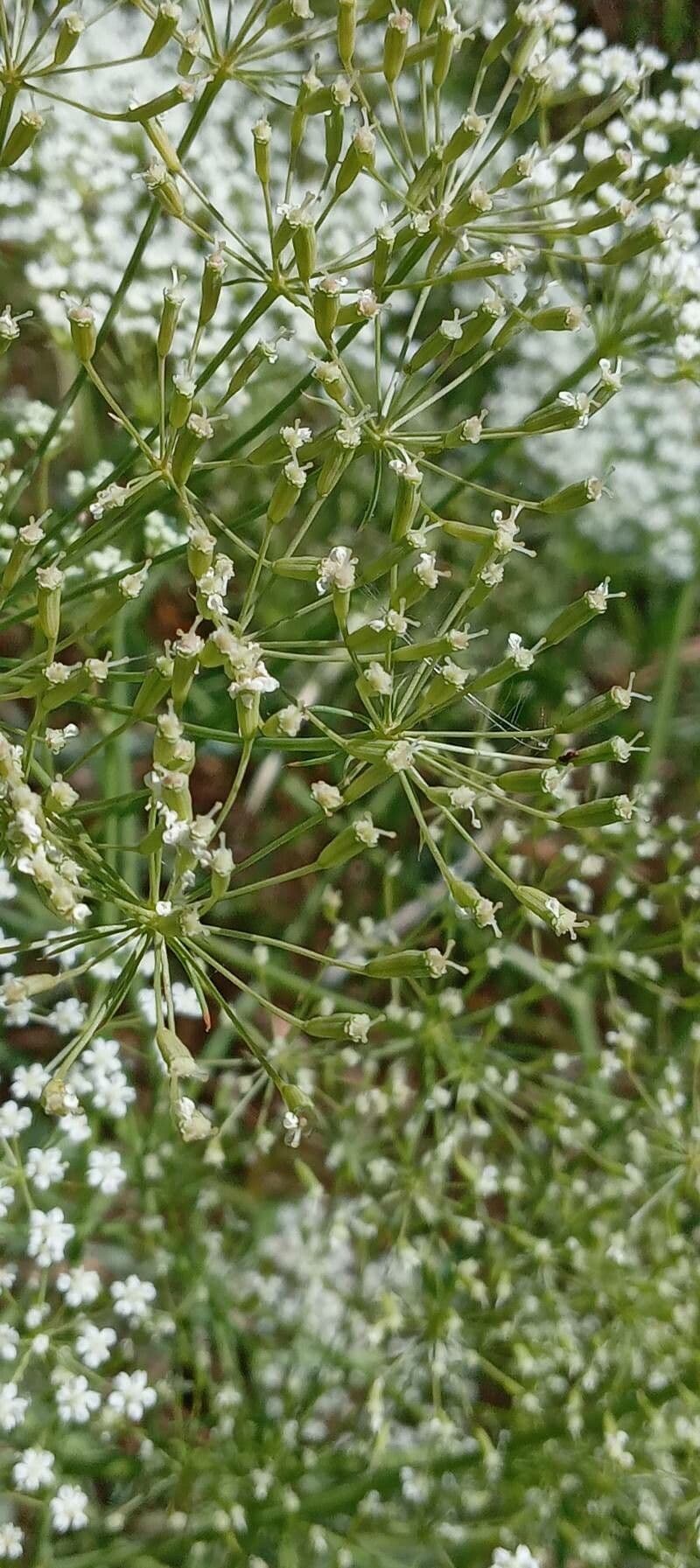Falcaria 5