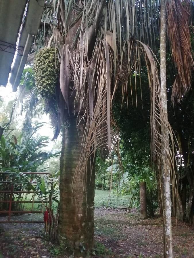 Attalea butyracea