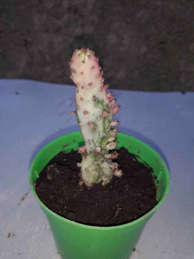 Opuntia a tre spine 19