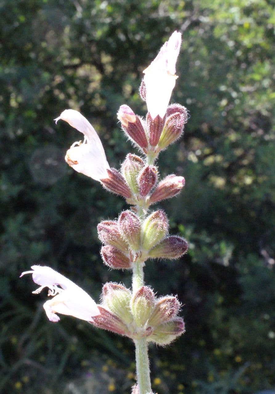 Salvia 4