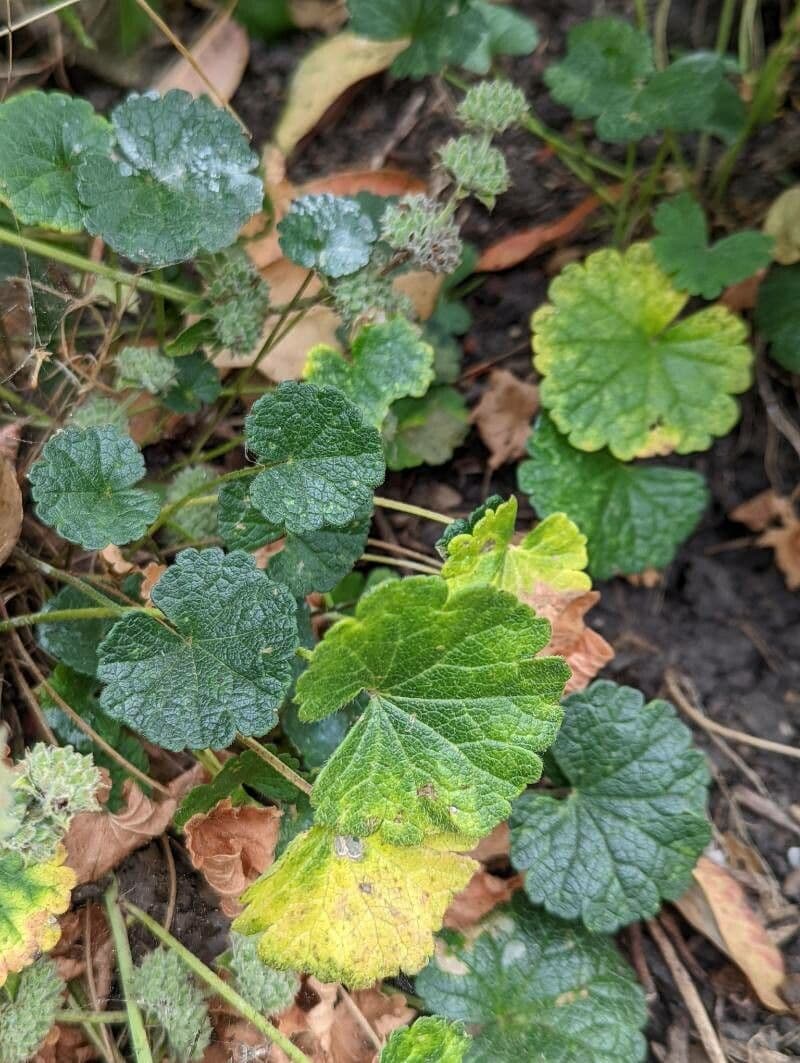 Sidalcea 6