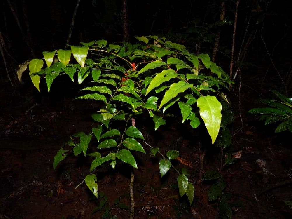 Phyllanthus 4