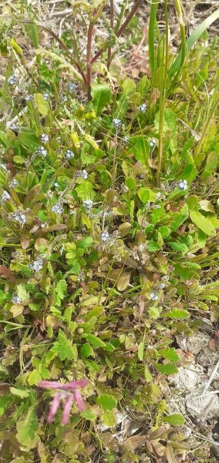 Miosotide ramosissima 8