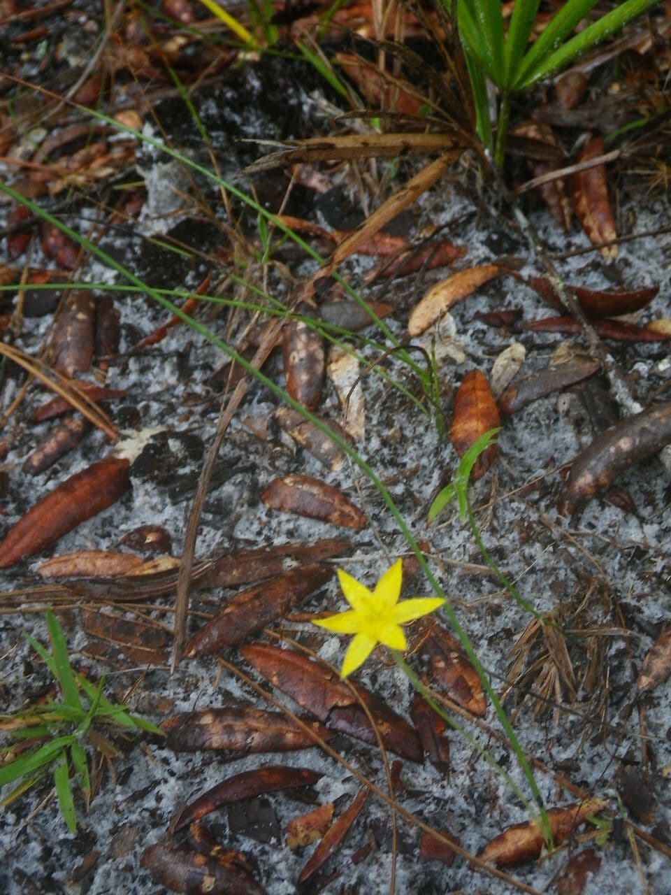Binsenblättrige Sternbinse 6