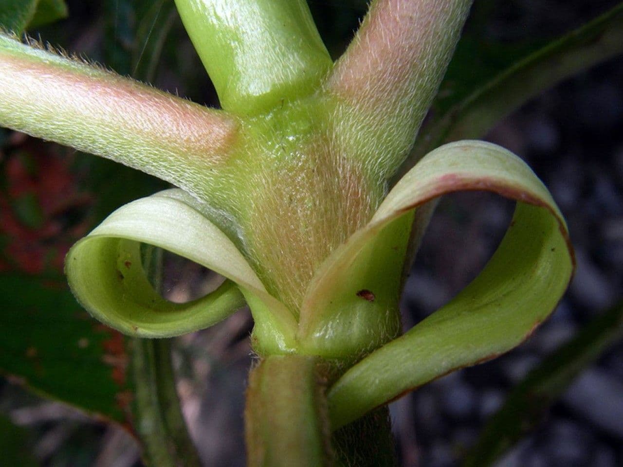 Sommera 3