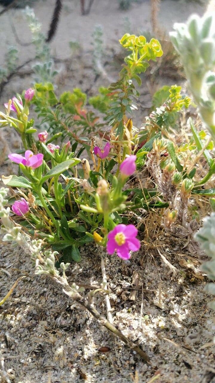 Centaurium 8
