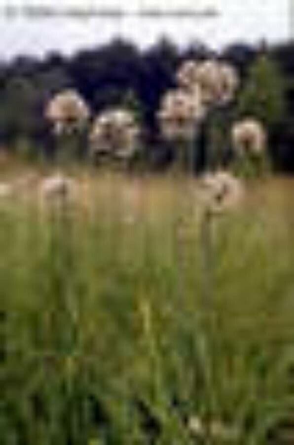 Allium suaveolens 24