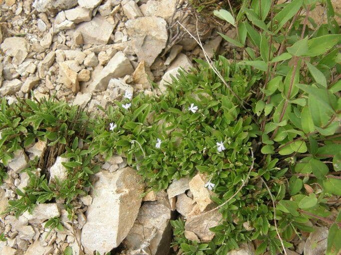 Scaglia viola 7