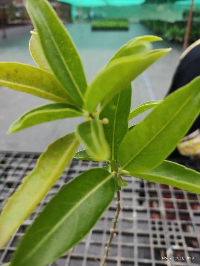 Cestrum diurnum 9