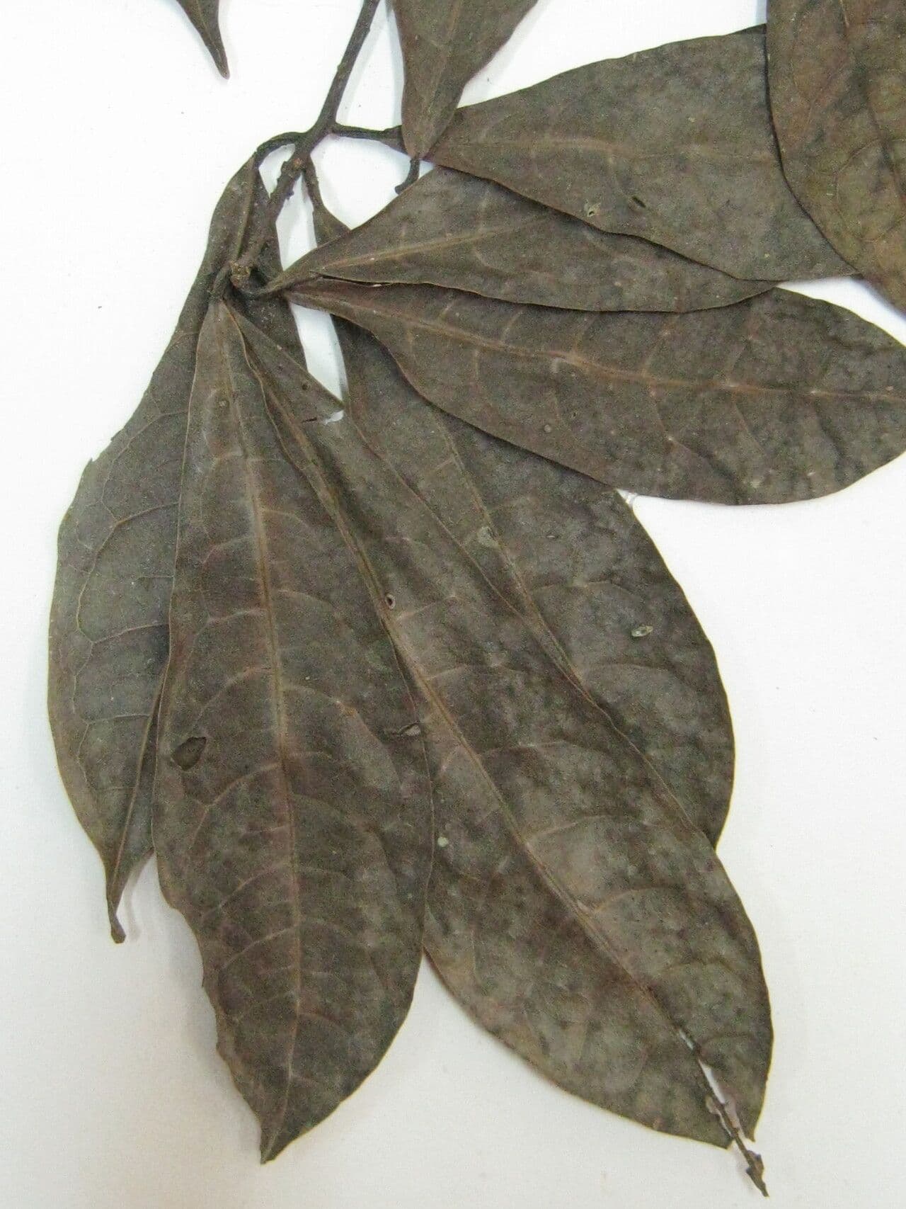 Ocotea 6