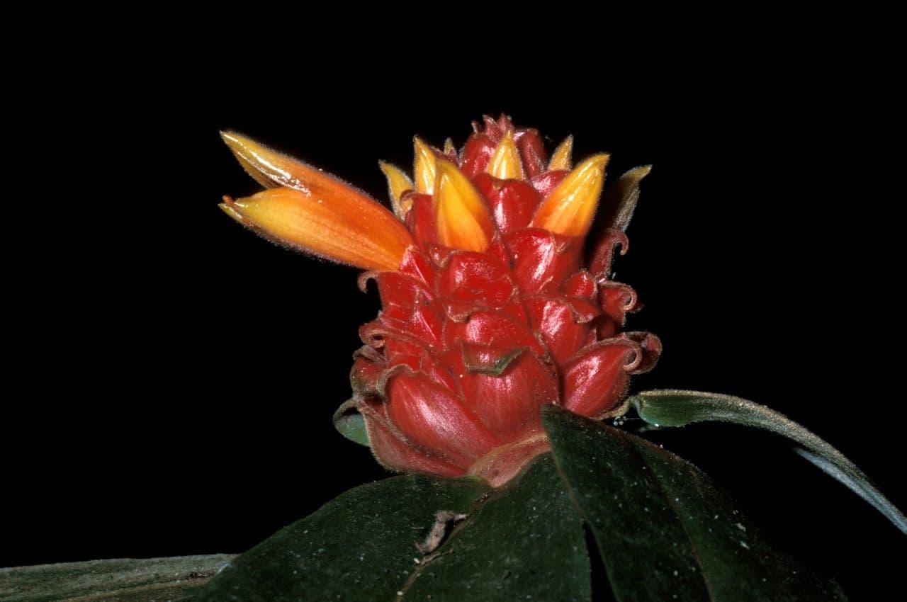 Kostus 2