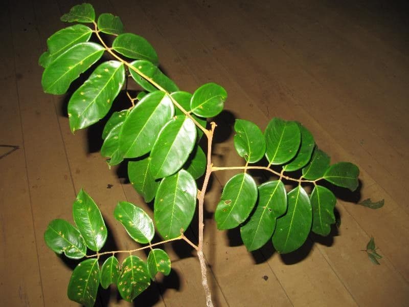 Swartzia 4