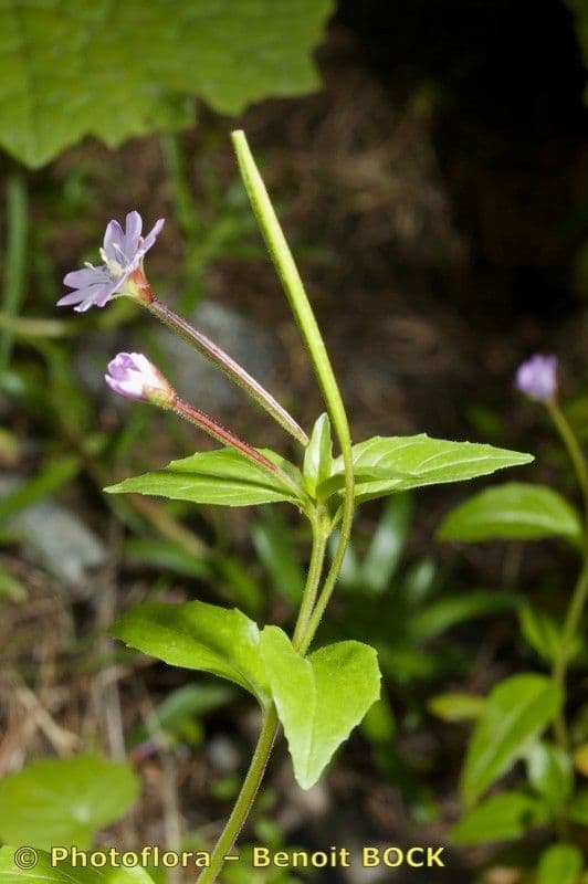 Epilobium 19