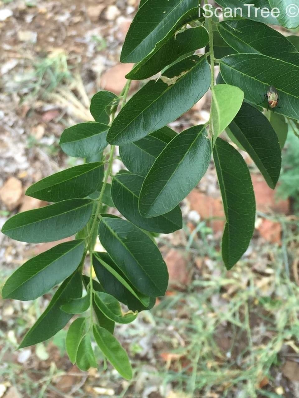 Xanthocercis 9