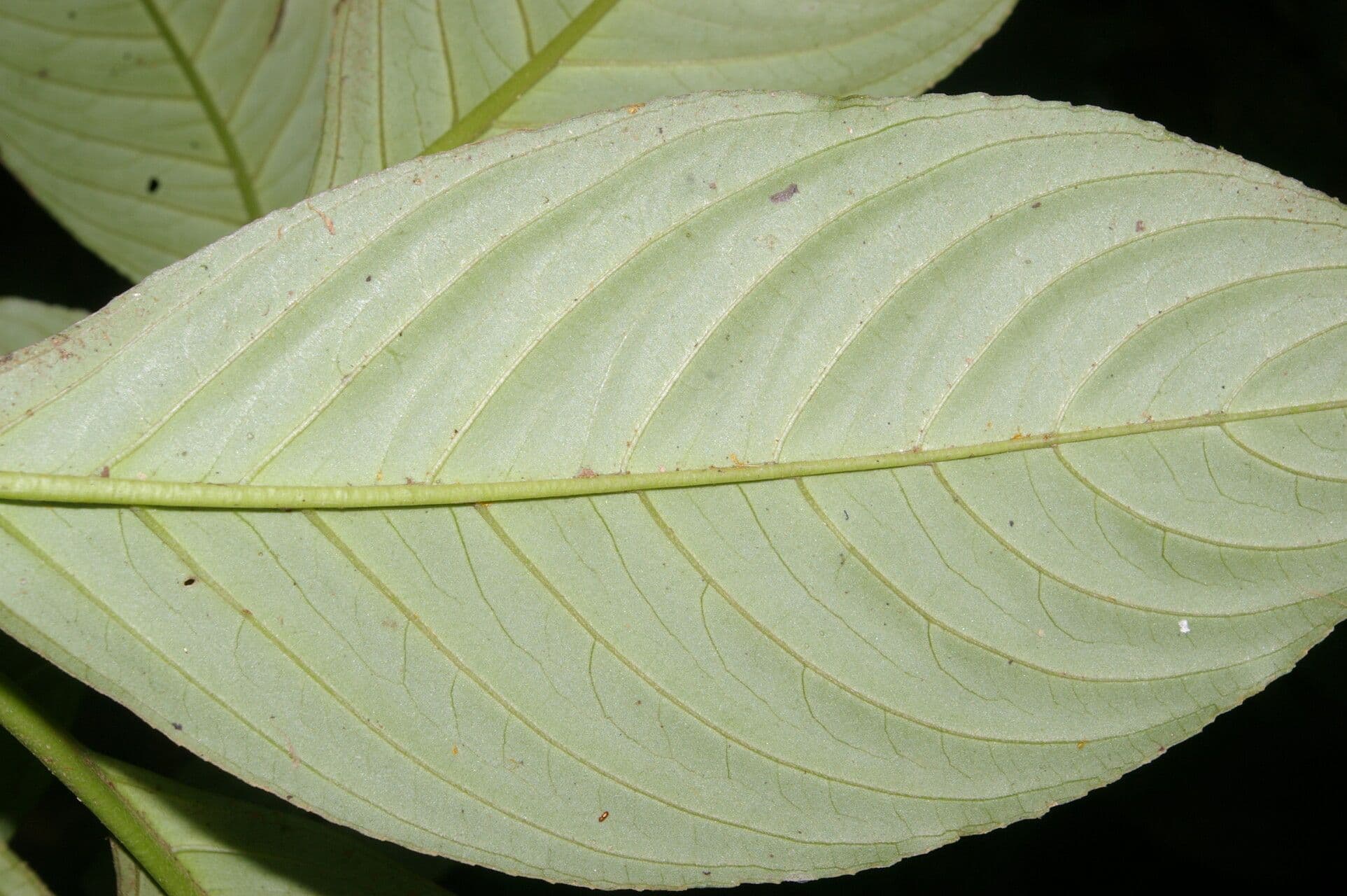Besleria 8