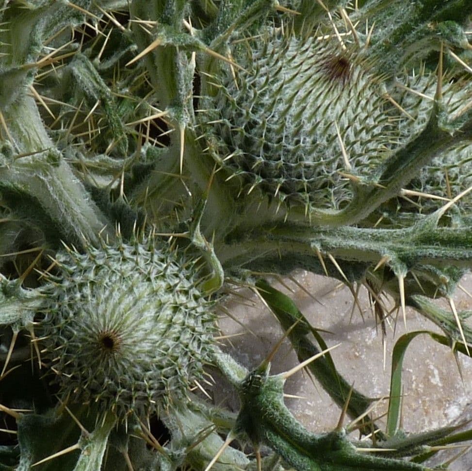 Cirsium 2