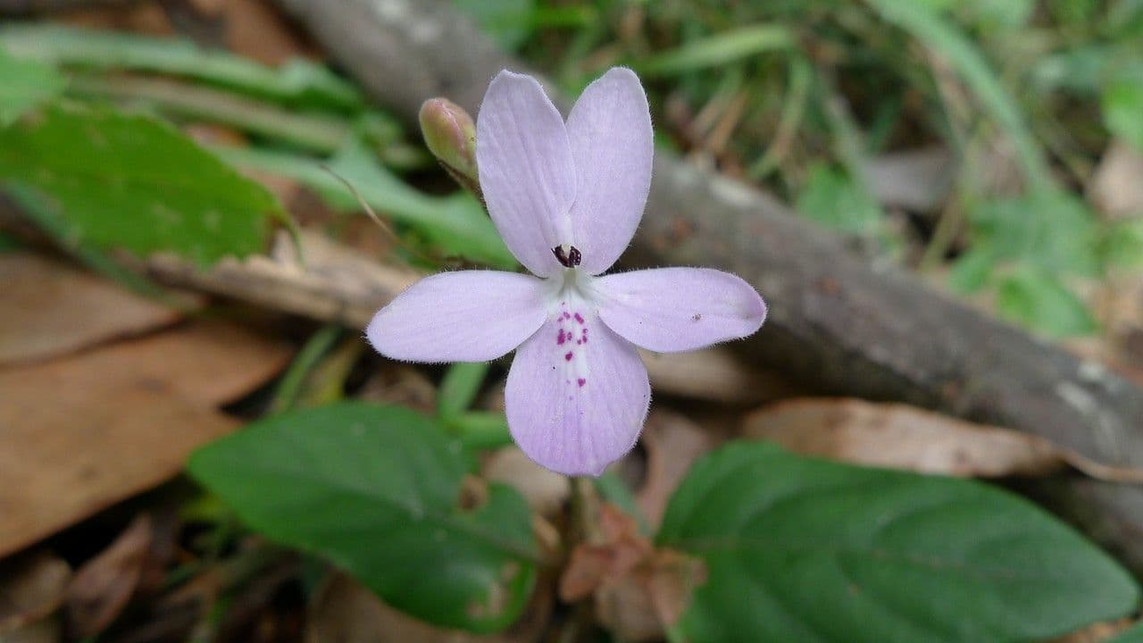 Pseuderanthemum