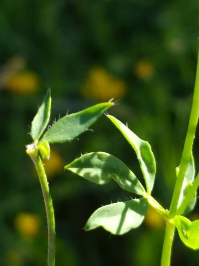 Lotier corniculé 19