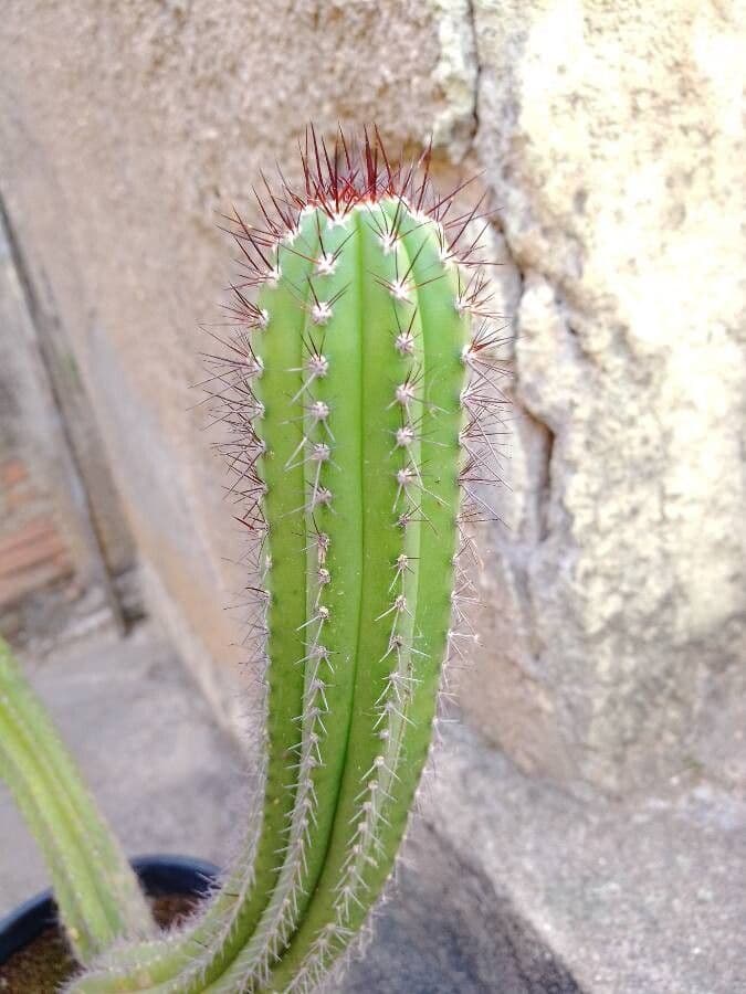 Coleocephalocereus 3