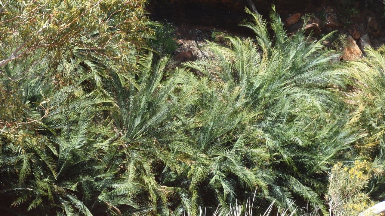 Macrozamia 7