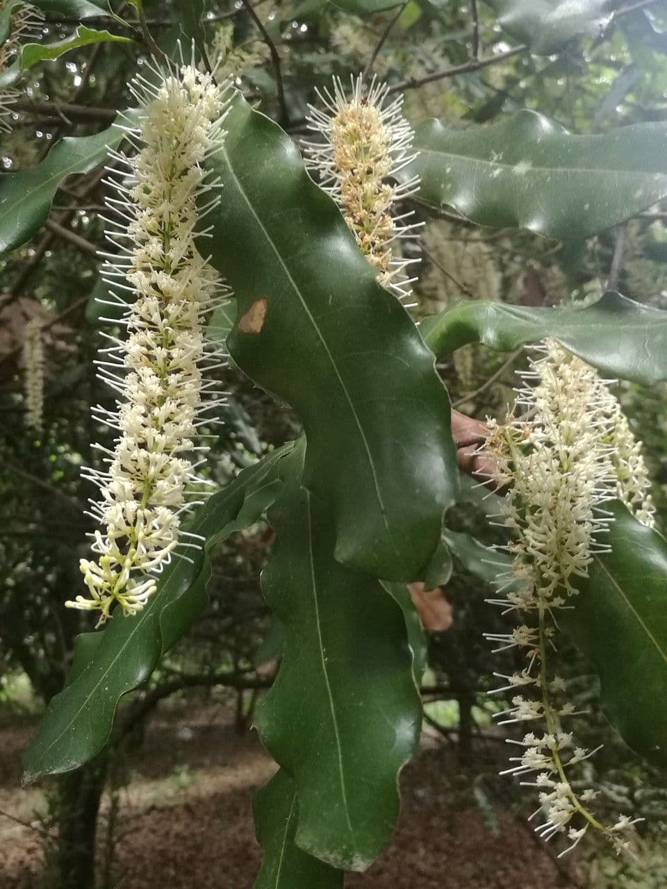 Macadamianuss 4