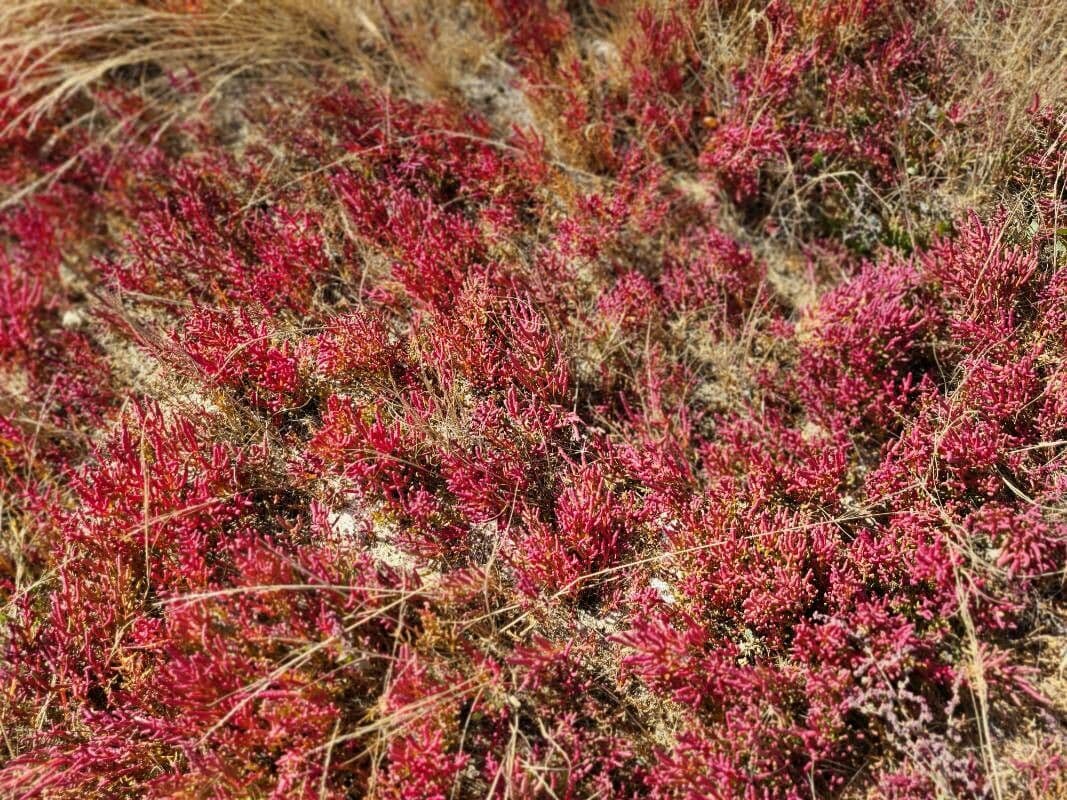 Rote Glasmalve 10