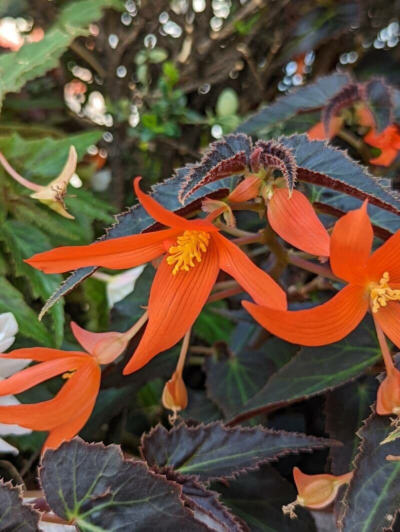 Begonia boliviana 3