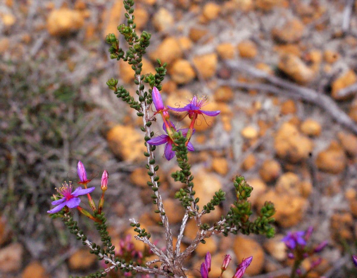 Calytrix leschenaultii 8