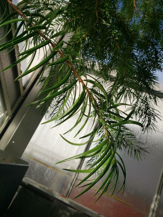 Keteleeria 3