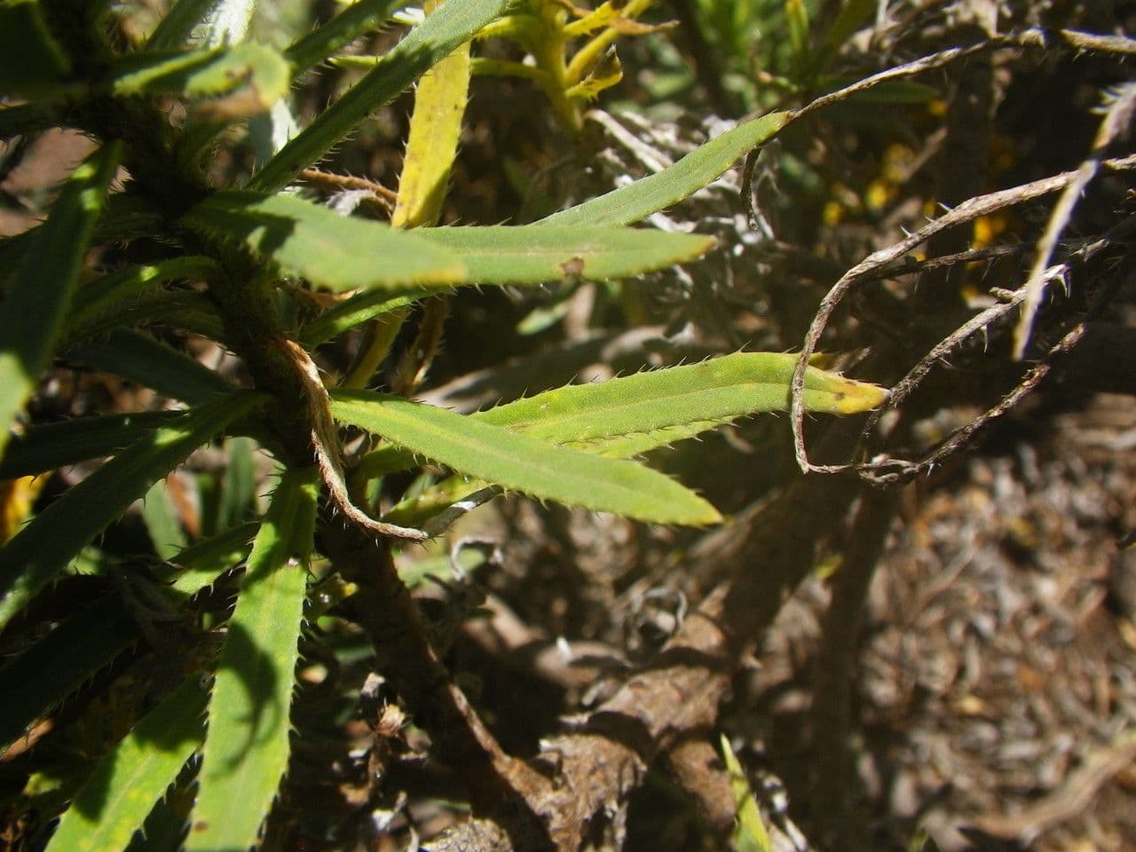 Echium ostny 14