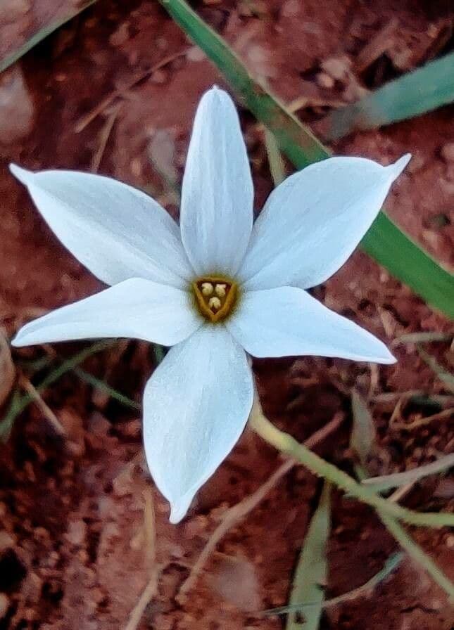 Narcisse d'automne 5