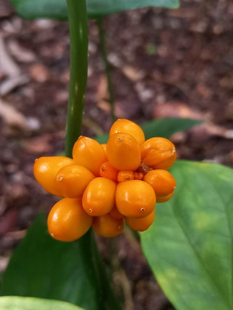 Nephthytis