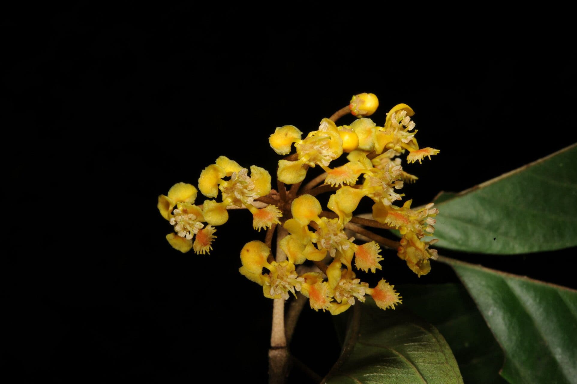 Hiraea