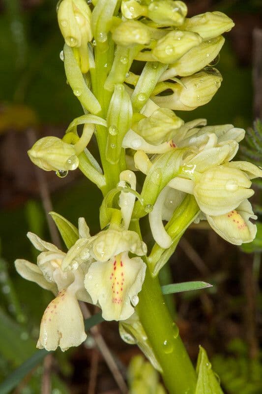 Orchide provinciale 16