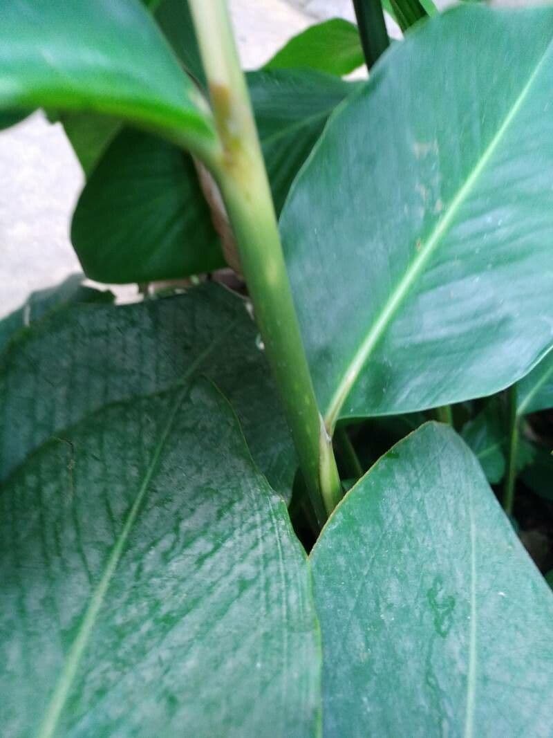 Zázvor purpurový 24