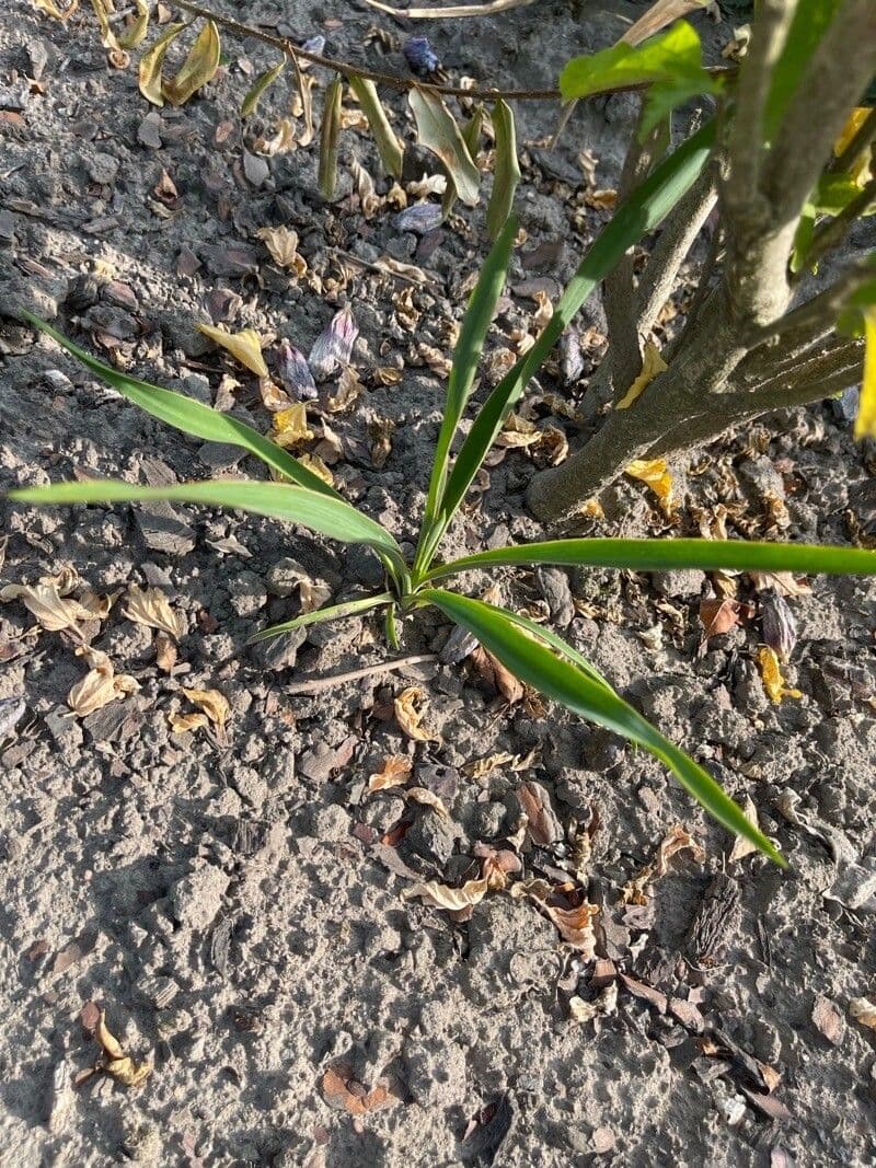 Fels-Yucca 16