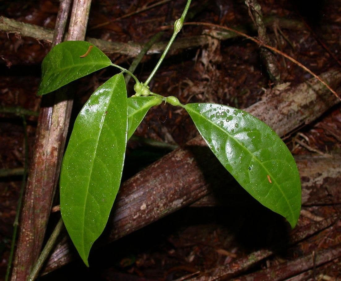 Anemopaegma 11