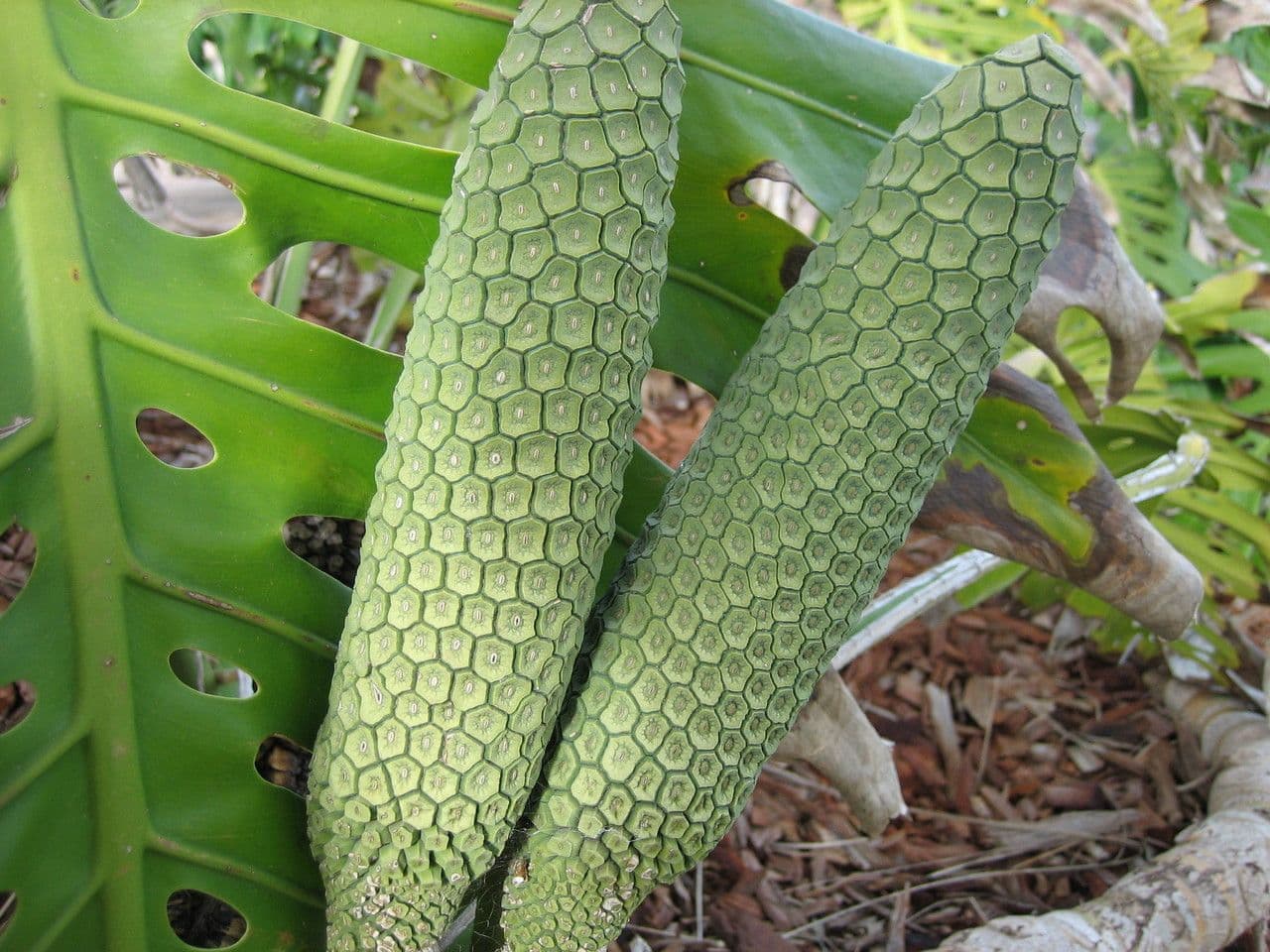 Monstera lahodná 4