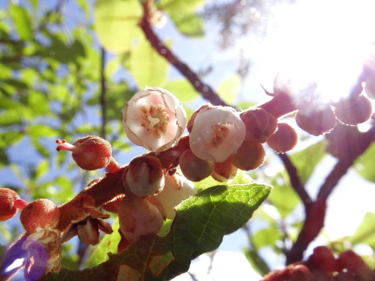 Arbutus xalapensis 10