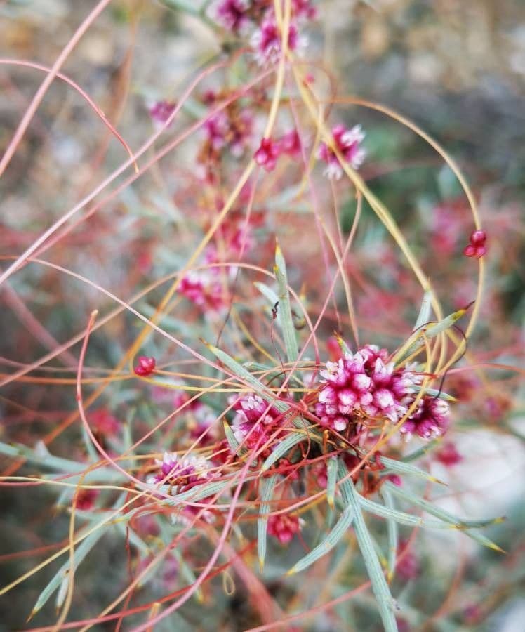 Cuscuta del timo 6