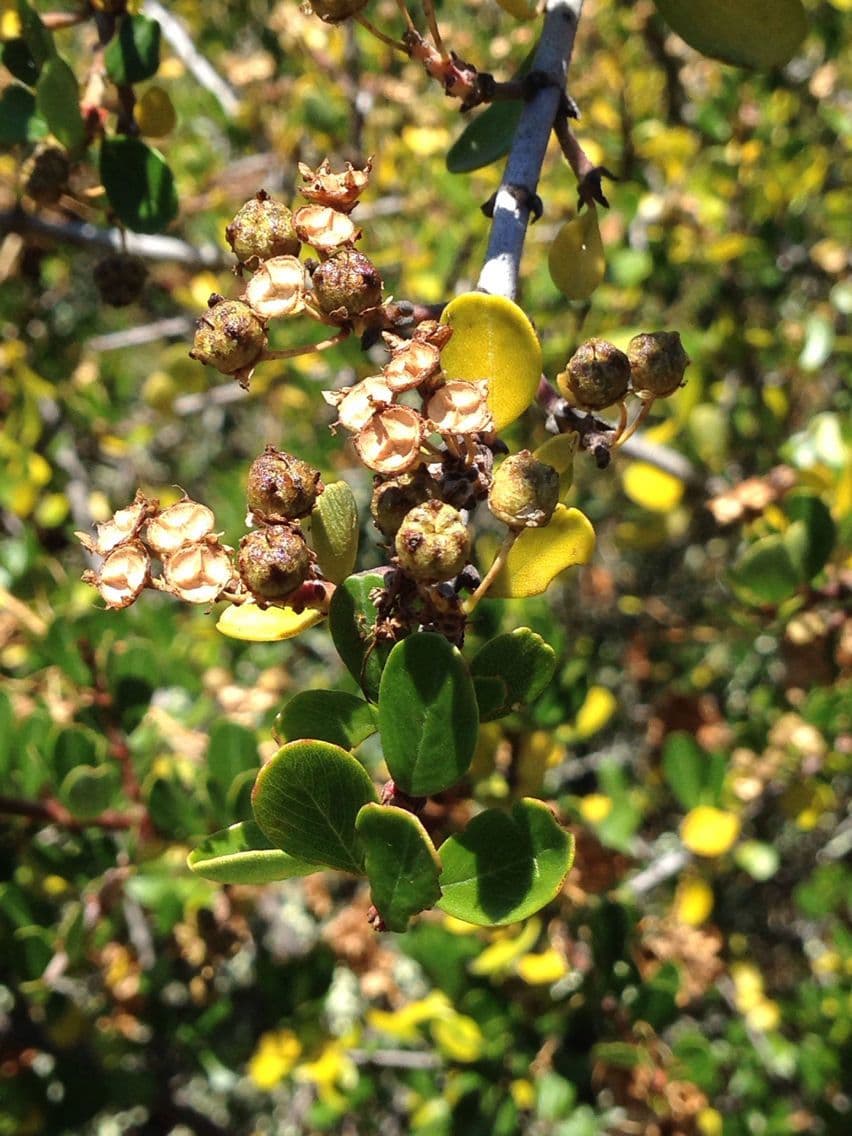 Ceanothus