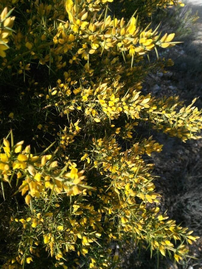 Ginestrone minore 25