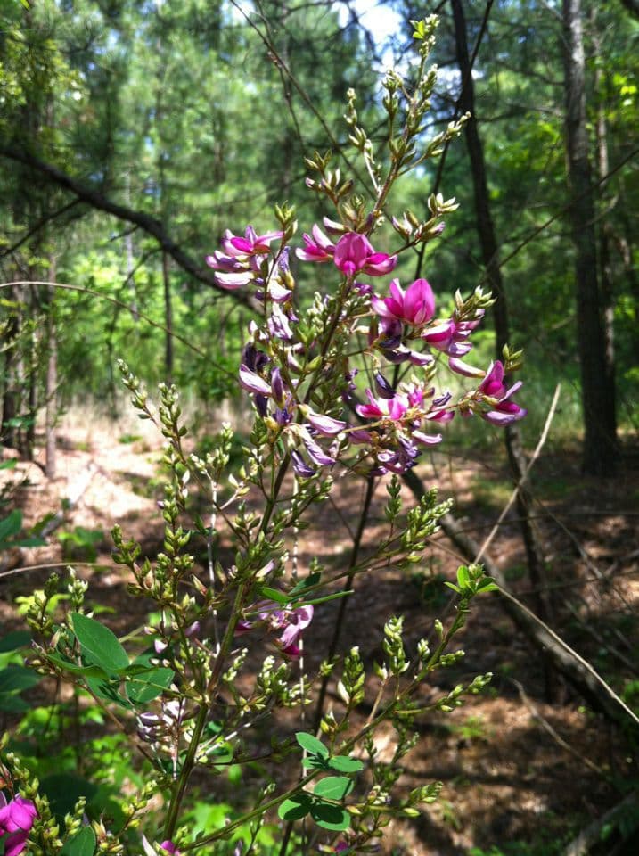 Lespedeza bicolore 11