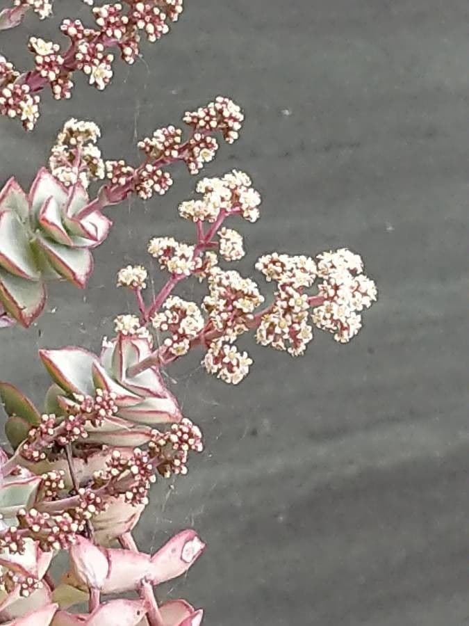 Crassula perforata