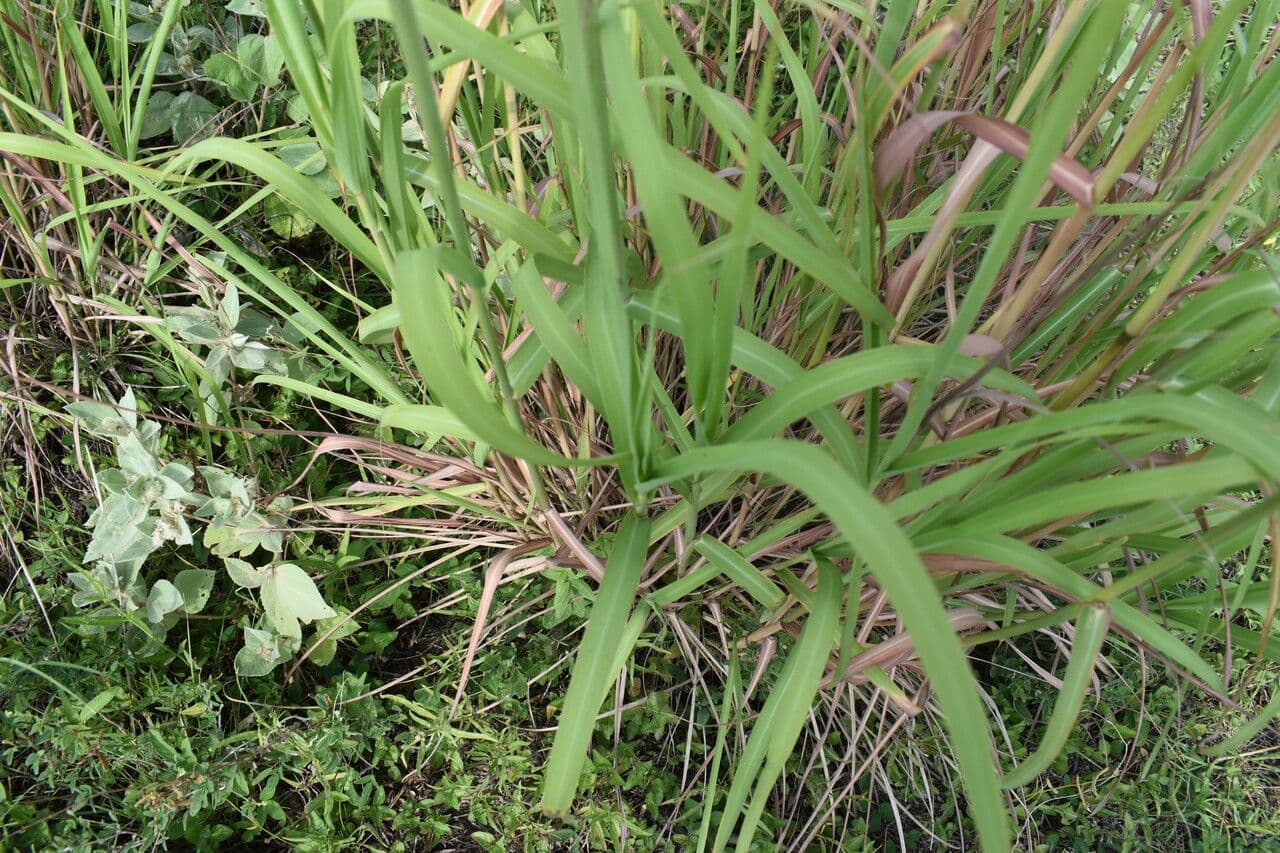 Bothriochloa 8