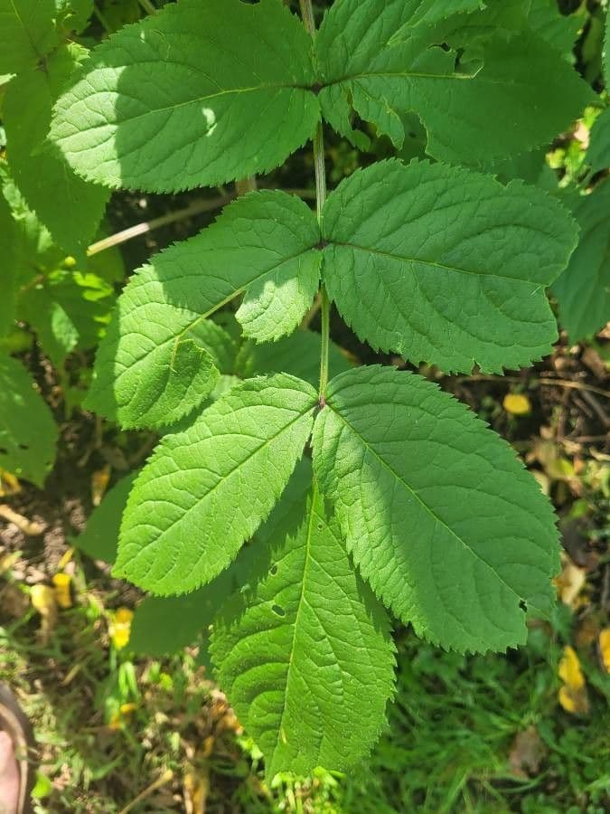 Aralia a stelo nudo 18