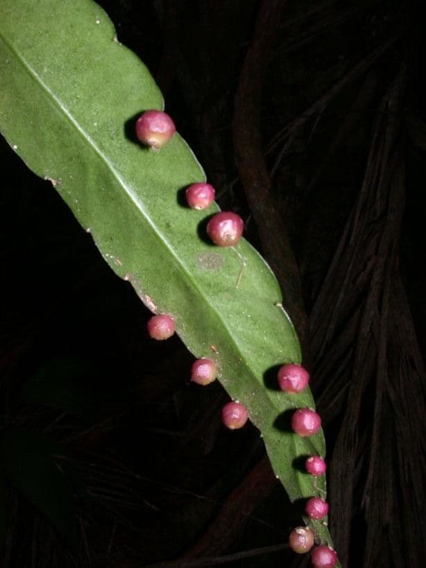 Pseudorhipsalis 6