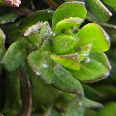 Baccharis 13