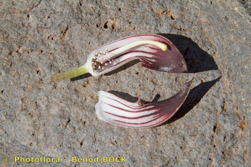 Arisarum 24